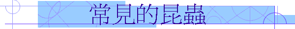 常見的昆蟲